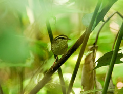 Urosphena squameiceps