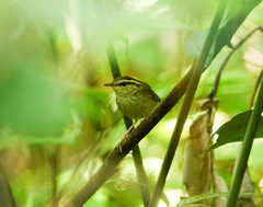 Urosphena squameiceps