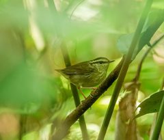 Urosphena squameiceps