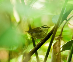 Urosphena squameiceps