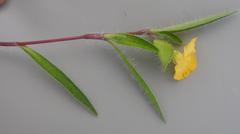 Commelina africana krebsiana