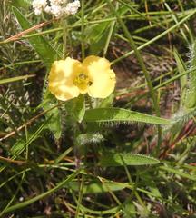 Commelina africana krebsiana