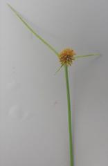 Cyperus erectus