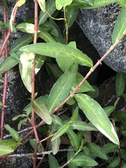 Persicaria subsessilis