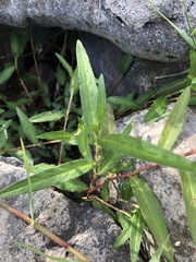 Persicaria subsessilis