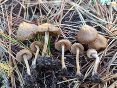 Inocybe cincinnata