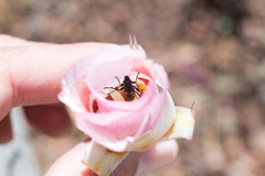 Anastrangalia laetifica