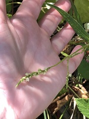 Persicaria subsessilis