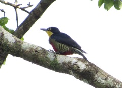 Melanerpes flavifrons