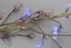Lobelia flaccida flaccida
