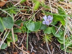 Viola curtisiae