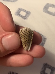 Conus pulicarius