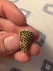 Conus pulicarius