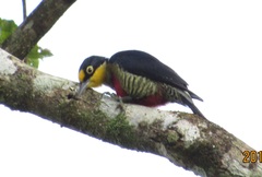 Melanerpes flavifrons