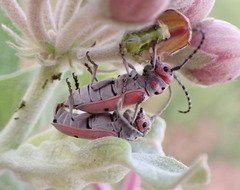 Tetraopes annulatus