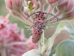 Tetraopes annulatus