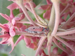 Tetraopes annulatus