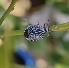 Cappaea taprobanensis