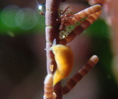 Vorticeros praedatorium