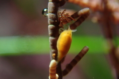 Vorticeros praedatorium