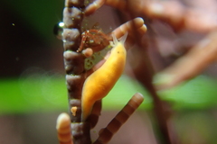 Vorticeros praedatorium