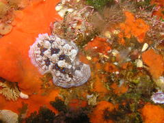 Dendrodoris krusensternii