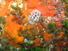 Dendrodoris krusensternii