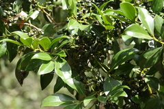 Psydrax odorata odorata