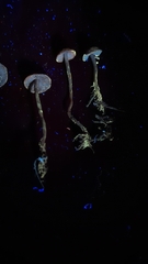 Pseudobaeospora deckeri