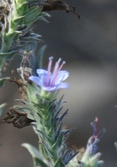 Lobostemon echioides