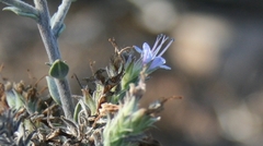 Lobostemon echioides