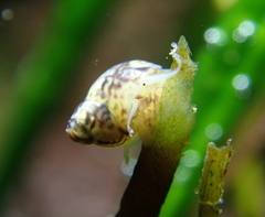 Eulithidium