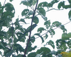 Psilopogon duvaucelii