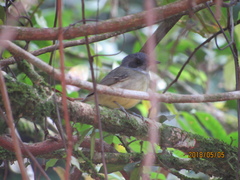 Dysithamnus mentalis