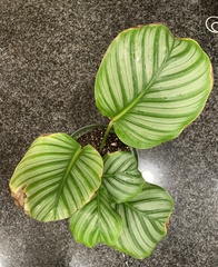 Goeppertia orbifolia