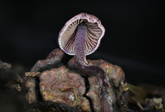 Pseudobaeospora deckeri