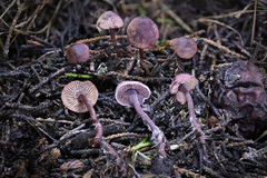 Pseudobaeospora deckeri