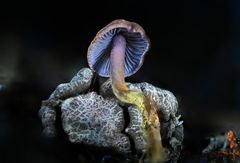 Pseudobaeospora deckeri