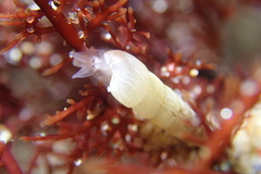 Turbonilla hypolispa