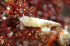 Turbonilla hypolispa