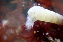Turbonilla hypolispa