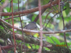 Dysithamnus mentalis