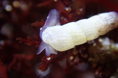 Turbonilla hypolispa