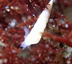 Turbonilla hypolispa