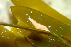 Vorticeros praedatorium