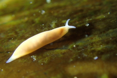 Vorticeros praedatorium