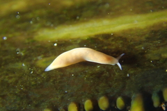 Vorticeros praedatorium