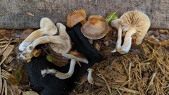 Meottomyces dissimulans