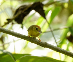 Cyanoderma rufifrons