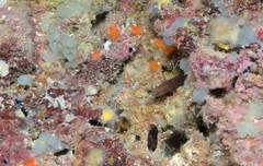 Corcyrogobius liechtensteini